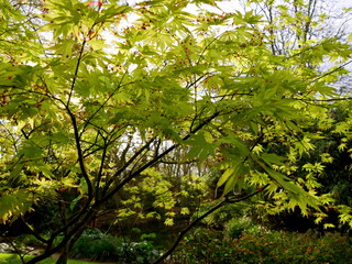 Fototapeta premium fresh green leaves of maple tree in spring. japanese maple leaf out