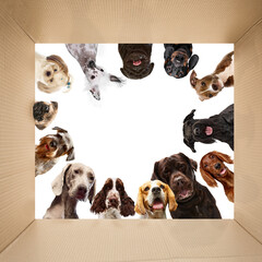 Collage. Purebred dogs of different breed,color and size looking into carton box. Curious pets....