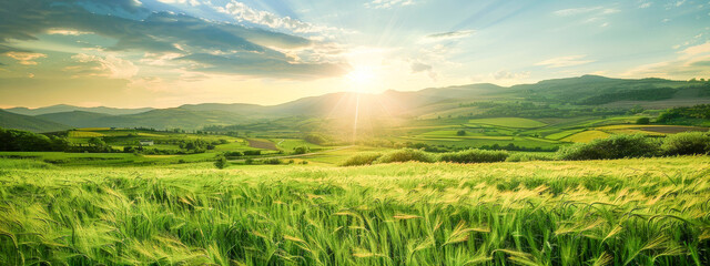 A field of grass with a bright sun shining on it