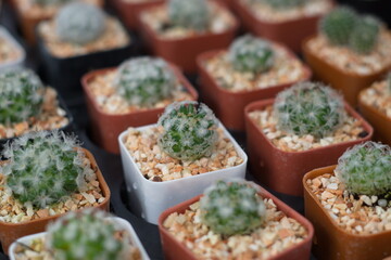 Many small cactus plant in plastic pot.