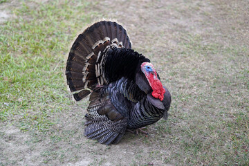 Turkey chicken standing on the field