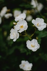 Fototapeta premium que hermosa flor