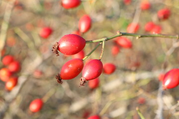 Three red rosehip berries close-up on the background of a rosehip shrub in autumn