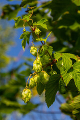Hop cones grow on the stem of the plant