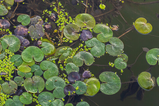 Hydrocharis morsus-ranae, frogbit, is a flowering plant belonging to the genus Hydrocharis in the family Hydrocharitaceae. It is a small floating plant resembling a small water lily