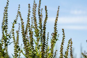 Ambrosia trifida, the giant ragweed, is a species of flowering plant in the family Asteraceae