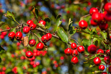 A detailed macro shot capturing the vibrant red hawthorn berries in their autumn splendor. These ripe berries are not only beautiful but also have medicinal properties