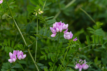 Beautiful, delicate white and pink flowers of crown vetch Securigera varia