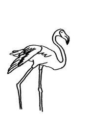 Obraz premium Flamingo