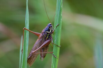 A grasshopper perches delicately upon a leaf, its slender legs poised for another leap into the...