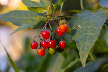 Red berries of woody nightshade, also known as bittersweet, Solanum dulcamara seen in August