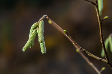 Hazel catkins in spring . the hazelnut blossoms hang from a hazelnut bush as harbingers of spring . hazelnut earrings on a tree against a blue autumn sky . Green male flowers of a common hazel