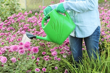 Gardener watering flower bed with pink purple chrysanthemum flowers with water in watering can in...