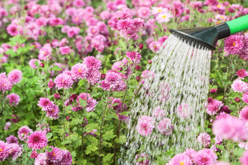 Fototapeta na wymiar Watering pink purple chrysanthemum flowers with water in watering can on flower bed in garden close up