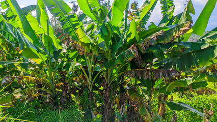 Banana tree with fresh green leaves in Indonesian nature,banana plantation