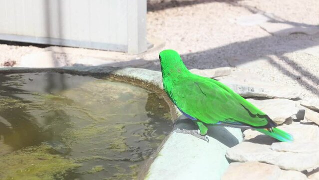 Colorful green parrot sits by a pond and drinks water. International Bird Day. World Wildlife Day.