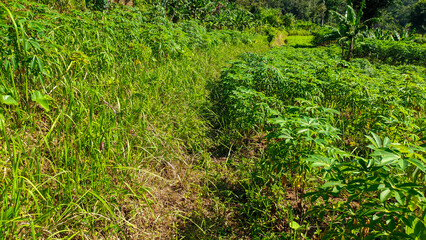 Green and fresh cassava leaves plantation or the Latin name Manihot esculenta