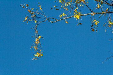 Nice colorful autumn leaves. Autumn, nice sunny day in the afternoon. Top of the tree canopy. Tall birch tree