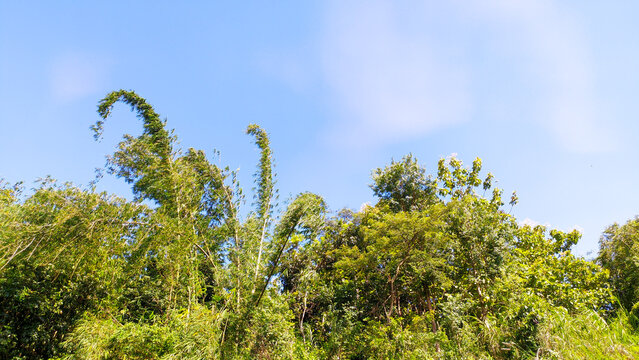 Background view of blue sky with forest trees in Indonesia