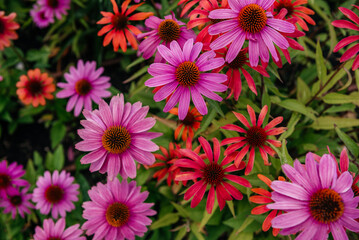 Pink and Red Echinacea in Full Bloom