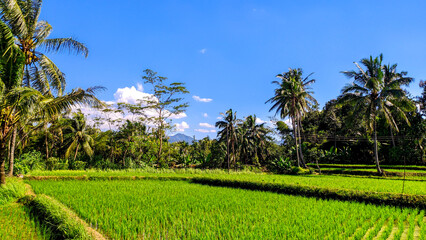 Fototapeta na wymiar View of rice field wallpaper, clear skies and beautiful trees in Java, Indonesia