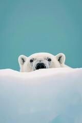 Obraz premium Polar Bear Peeking over Snow
