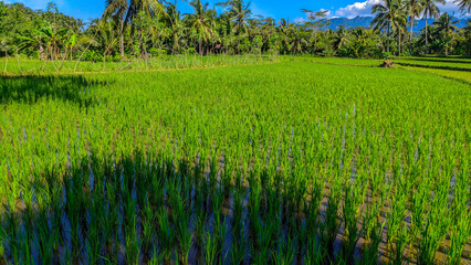 Close up view of lush and fresh green rice plants in Indonesian rice fields