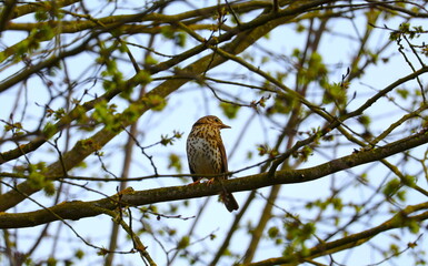 Song thrush sitting in a hedge