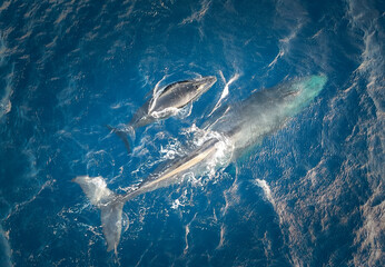 Humback whale and its calf in the ocean