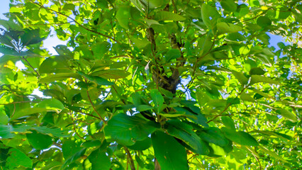 Fototapeta na wymiar Teak tree or Tectona grandis with fresh green leaves growing in Indonesian forests