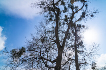 Tall old trees, mistletoe. Sunny day, clouds. Spring.