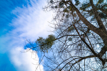 Tall old trees, mistletoe. Sunny day, clouds. Spring.