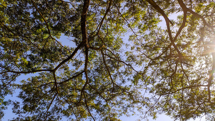 Background of tree branches as a canopy with blue sky