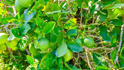 Close up of lime plant with fresh green village lime fruit