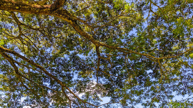 Background of tree branches as a canopy with blue sky