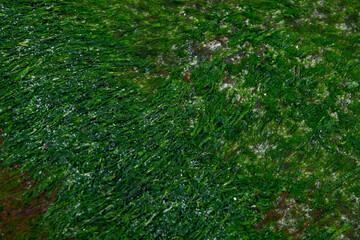 background green algae on the stones close up