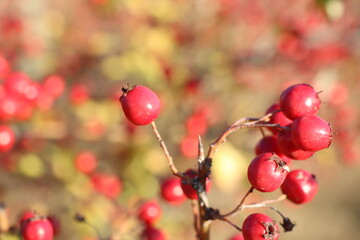 Several red hawthorn berries close-up hanging on a branch of a shrub in autumn in the sun