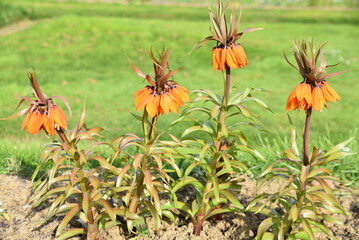 Fritillaria imperialis orange au printemps	au jardin - 764133154