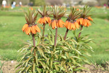 Fritillaria imperialis orange au printemps - 764133175