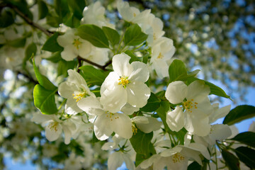 Flowers of a blooming apple tree in the shade of a tree crown