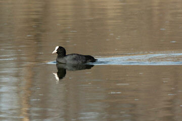 Foulque macroule, .Fulica atra, Eurasian Coot