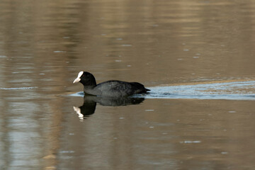 Foulque macroule, .Fulica atra, Eurasian Coot