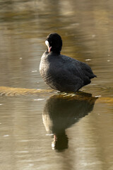 Foulque macroule, .Fulica atra, Eurasian Coot