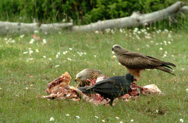 Fototapeta premium Milan royal,.Milvus milvus , Red Kite, Milan noir, .Milvus migrans, Black Kite, Grand Corbeau,.Corvus corax, Northern Raven