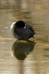 Foulque macroule, .Fulica atra, Eurasian Coot
