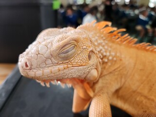 iguana on a tree