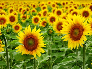 Fototapeta premium Yellow color : an infinity of flowerhead of sunflowers in July, agricultural field landscape