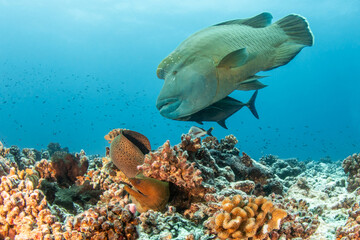 Obraz premium Napoleaon fish and morey eel, French Polynesia