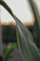 plant and sunset