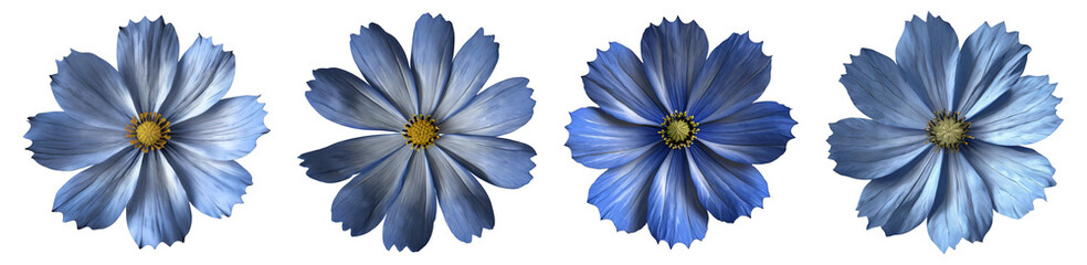 Blue Cosmos Flowers With Transparent Background